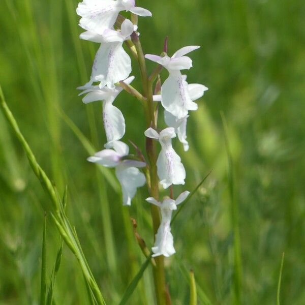 Anacamptis palustris Çiçek