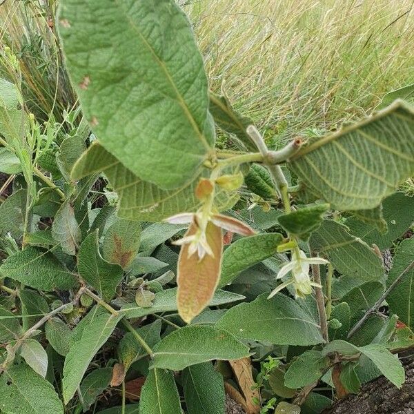 Combretum molle Blad