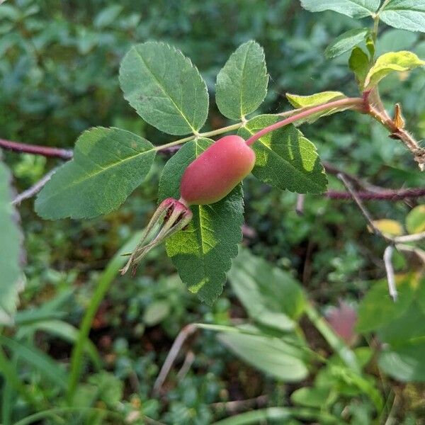 Rosa woodsii ফুল