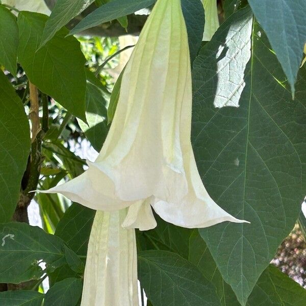 Brugmansia × candida Flower