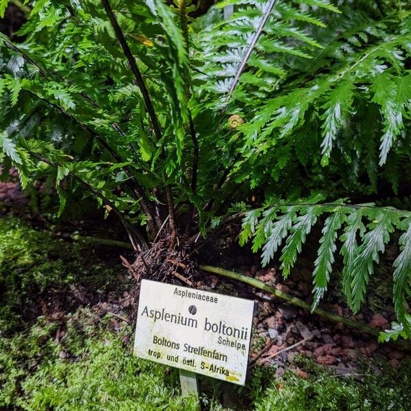 Asplenium boltonii
