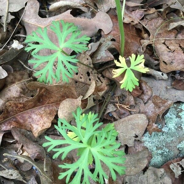 Geranium carolinianum Blatt