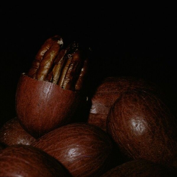 Carya illinoinensis Fruit