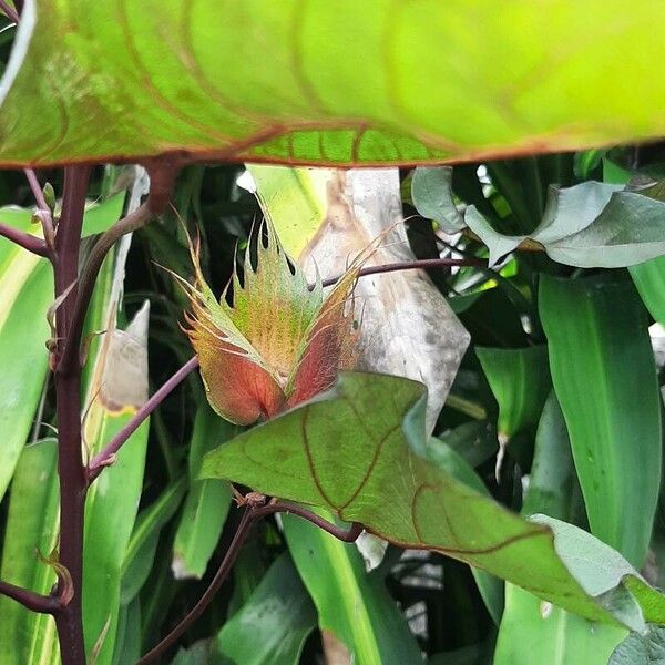 Gossypium barbadense Flors