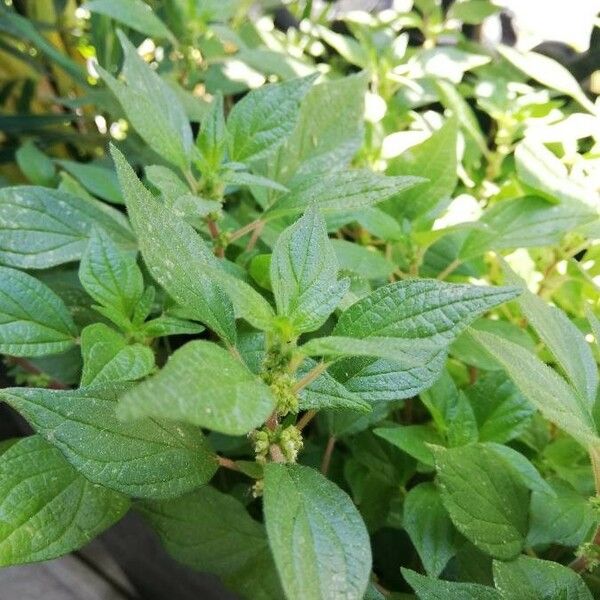 Parietaria officinalis Blad