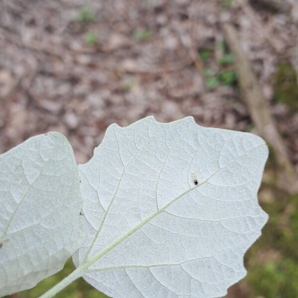 Populus alba Ліст