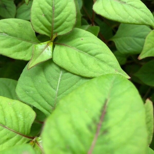 Persicaria chinensis Folha