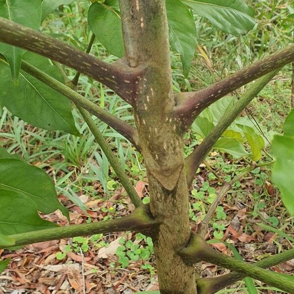 Polyscias elegans Bark