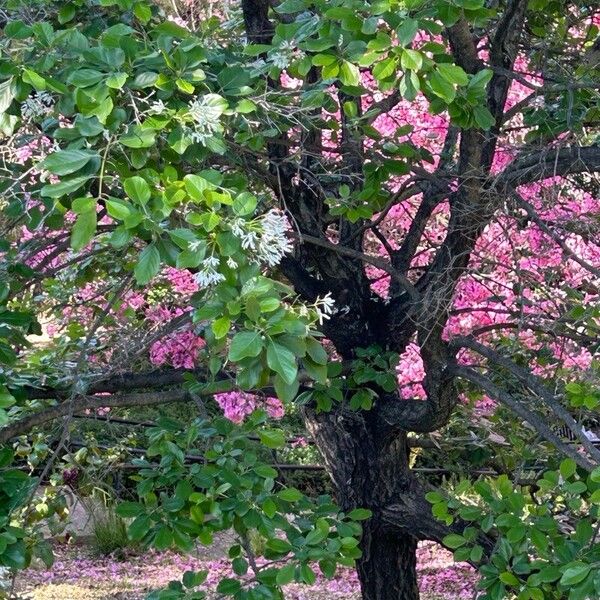 Chionanthus retusus Blad