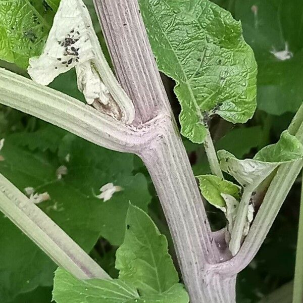 Arctium lappa Coajă