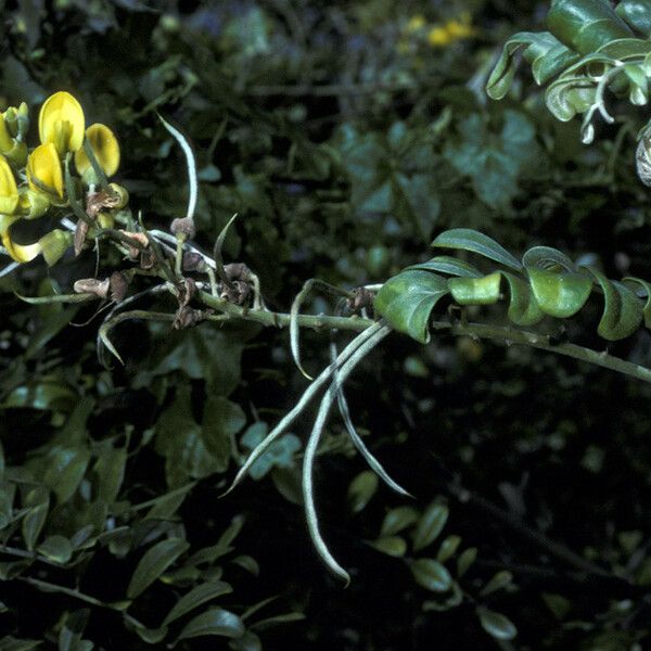 Sophora tomentosa Blomst