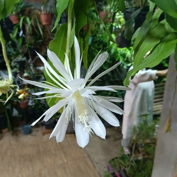 Epiphyllum phyllanthus Flor