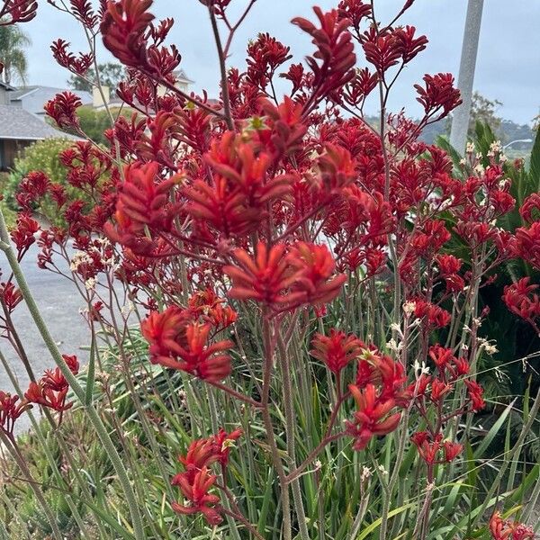 Anigozanthos flavidus Flor