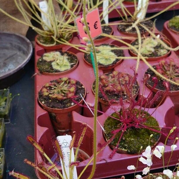 Drosera capensis عادت