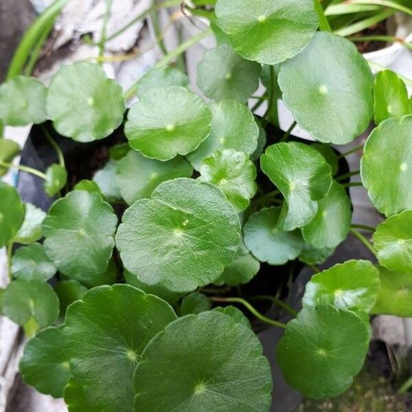 Hydrocotyle verticillata Blad