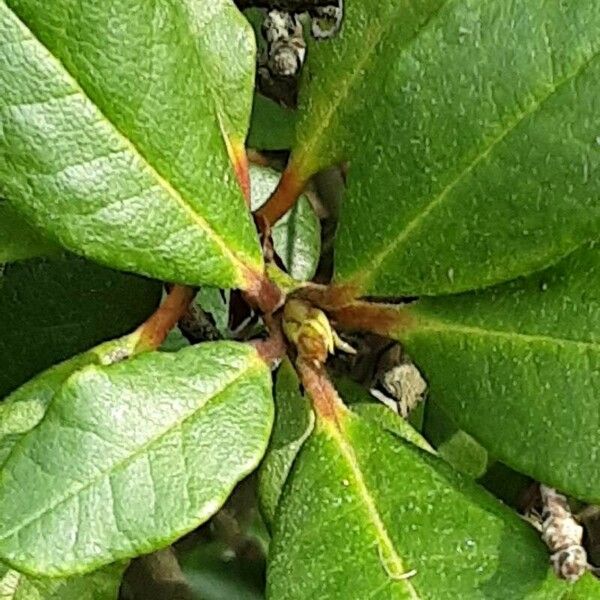 Rhododendron forrestii Blad