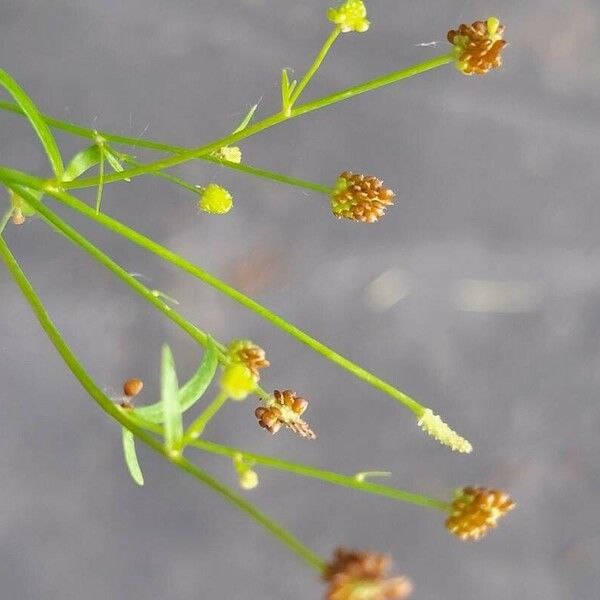 Ranunculus flammula Цветок