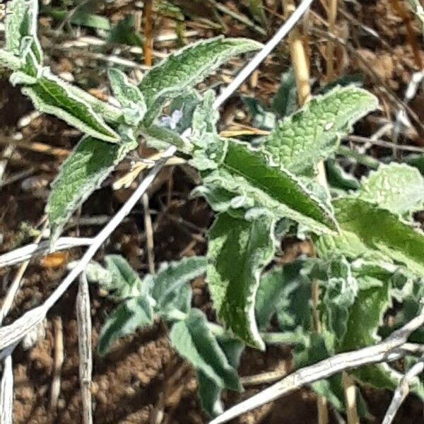 Mentha longifolia Folha