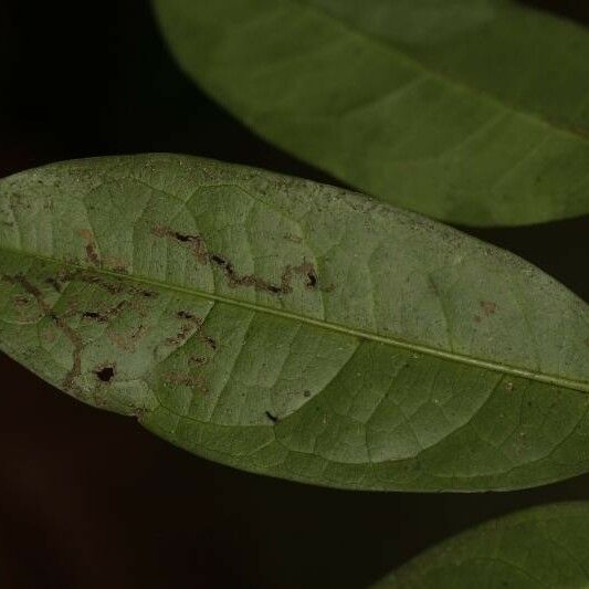 Tapura guianensis Deilen