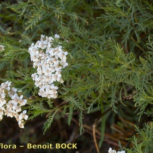 Achillea chamaemelifolia Inny