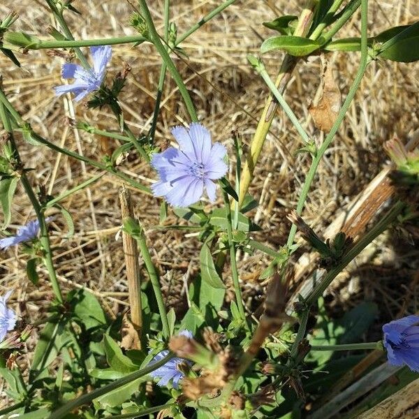 Cichorium endivia Natur