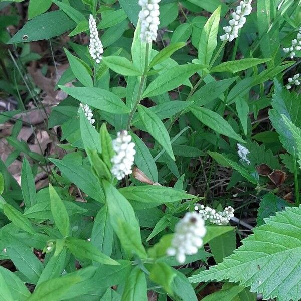 Polygala senega Flower