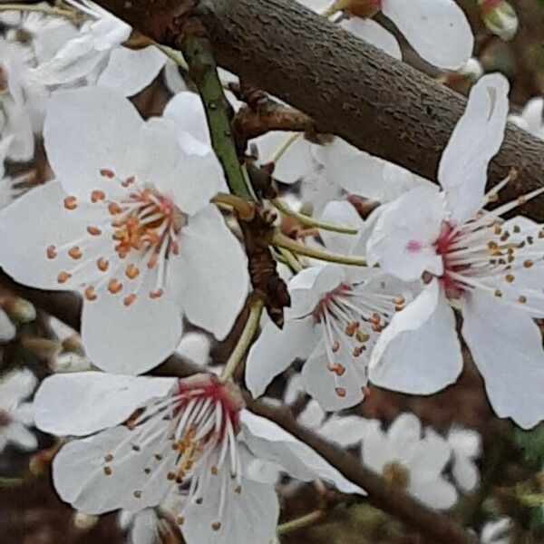 Prunus cerasus Blomst