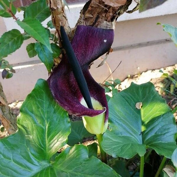 Arum palaestinum Flower