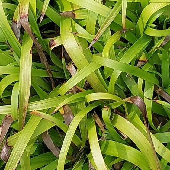 Luzula sylvatica Leaf