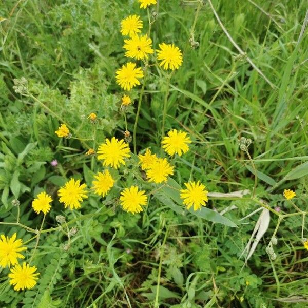 Crepis biennis Flower