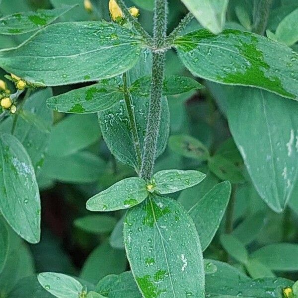 Hypericum hirsutum Leaf