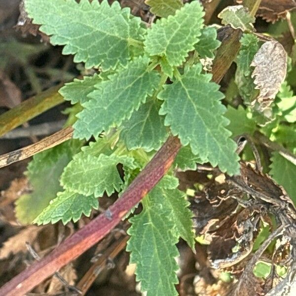 Scrophularia glabrata Blatt