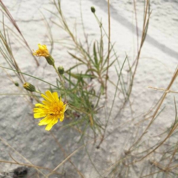 Hieracium umbellatum 花