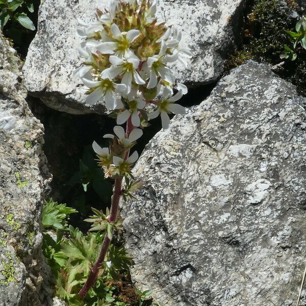 Saxifraga adscendens Fiore