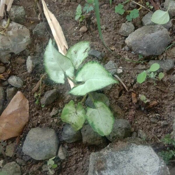 Syngonium podophyllum برگ