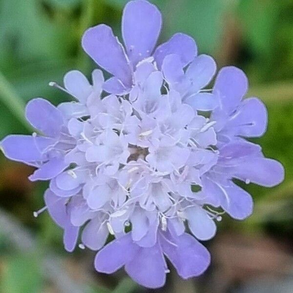 Scabiosa triandra Žiedas