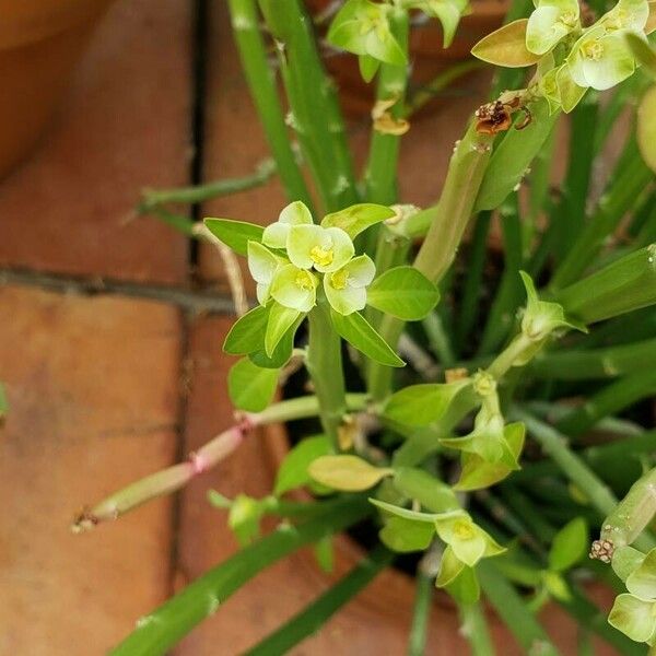 Euphorbia nubica Flower