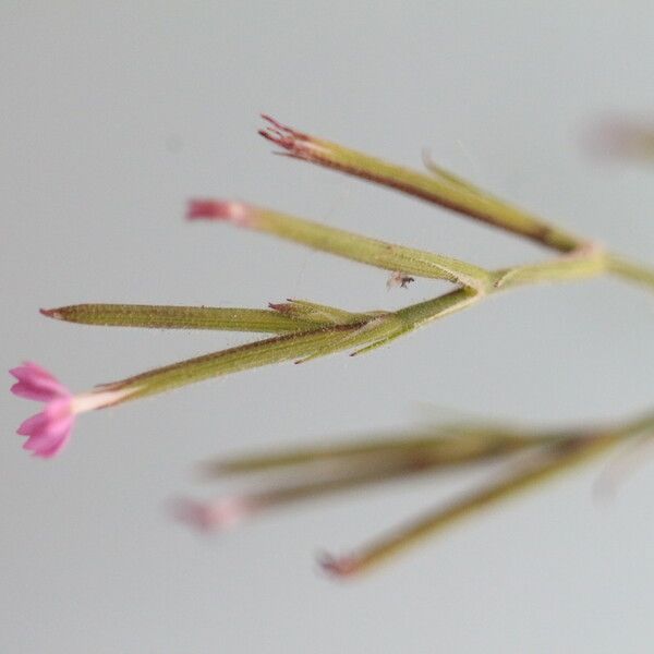 Dianthus nudiflorus ᱮᱴᱟᱜ