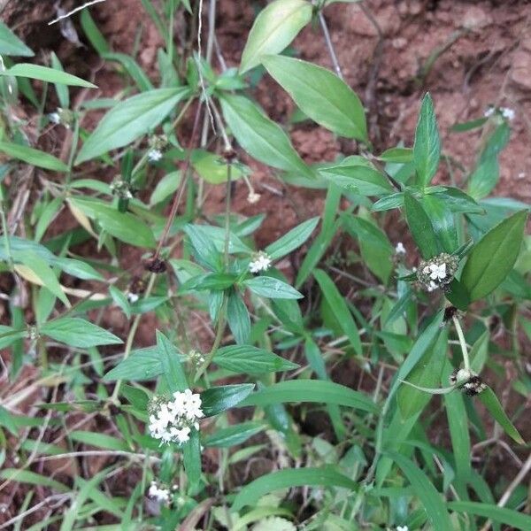 Spermacoce remota Leaf