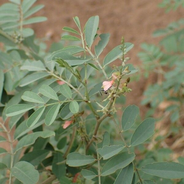 Indigofera suffruticosa ᱮᱴᱟᱜ