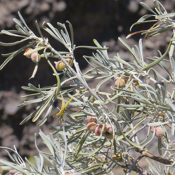 Cneorum pulverulentum Frucht