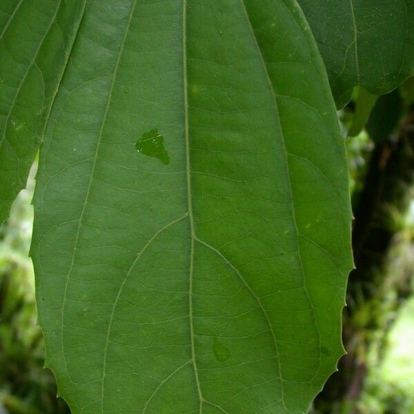 Hasseltia floribunda Hoja