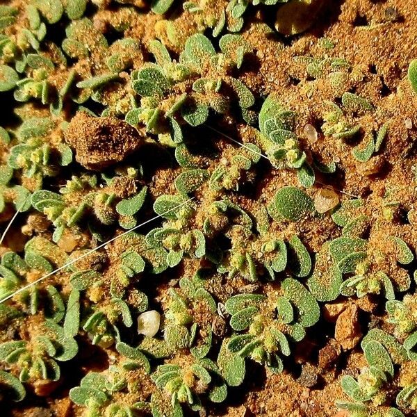 Euphorbia granulata Žiedas