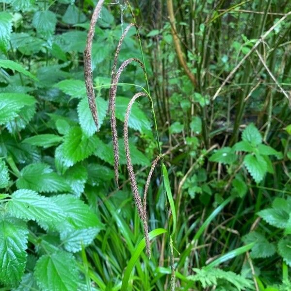 Carex pendula Fruitua