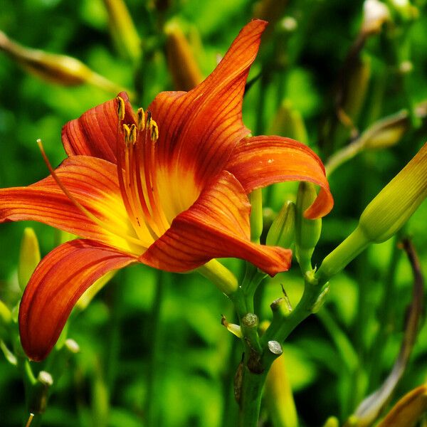 Hemerocallis fulva फूल