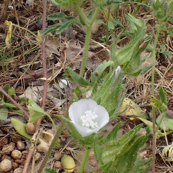 Malva setigera Flower