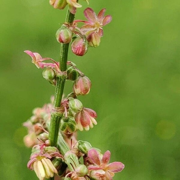 Rumex thyrsoides Blomst