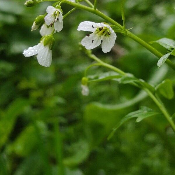 Cardamine amara Flors