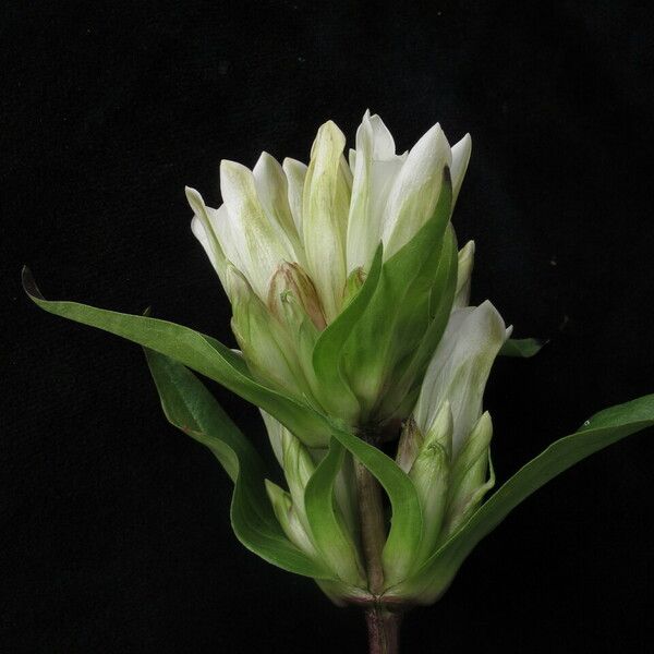 Gentiana tibetica Flower