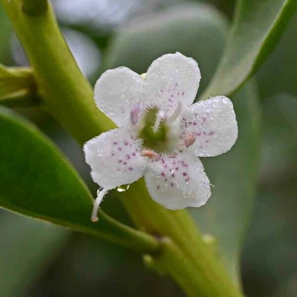 Myoporum laetum Lorea